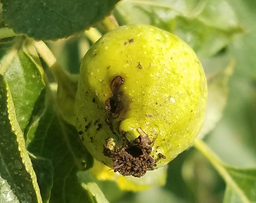 Codling moth damage on apple